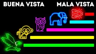 Animales que ven el mundo como ninguna otra criatura