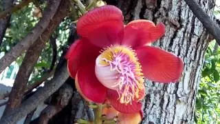 Infocus m2 camera video