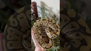 Like: Hypo Het Pied #snake #ballpythonbreeder #ballpython #reptiles #snakebreeder #snakesofig