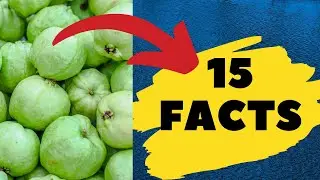 15 fruity facts about guavas  | guava juice |  family friendly guava fruit |   top 10 natural cure