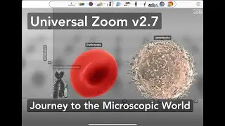 Journey from Human Scale to Subatomic Particles | Universal Zoom v2.7 + BONUS: Tardigrade comparison