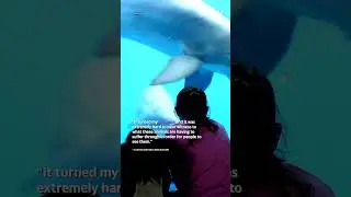 Penguin&rsquo;s strange behaviour at aquarium unsettles visitors | #shorts #yahooaustralia