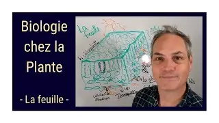 Comment est la structure de la feuille d'une plante? Photosynthèse - Biologie Plantes