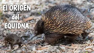 🦔 #EQUIDNA y los fabulosos MONOTREMAS!
