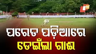 Cow Suddenly Enters Children’s Parade Ground—Unexpected Chaos!