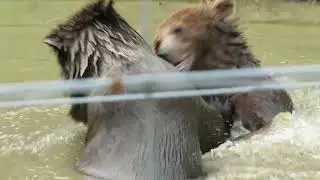 Brown Bears Play-Fighting at Five Sisters Zoo - 19/06/23