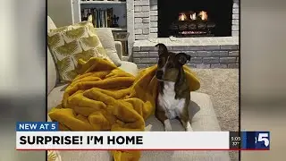 Homeward bound: Kansas City dog returns home after making 'great escape' from doggie daycare