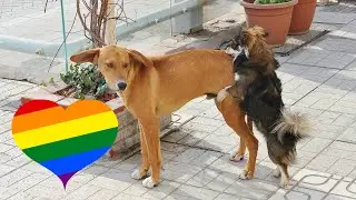 Gay Animals Mating