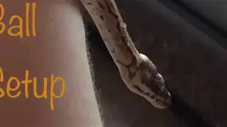 NEW BALL PYTHON SETUP