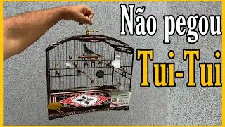 NÃO PEGOU O CANTO TUÍ-TUÍ O QUE FAZER COLEIRO PAPA-CAPIM