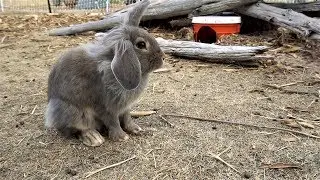 GoPro Camera Down A Rabbit Hole