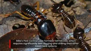 Affordable Termite Treatment From #1 McAlester OK Pest Control Experts (918) 423-2458