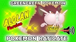 Pokemon Raticate Alolan ✨Shiny✨ | GreenScreen | Pok&eacute;mon GO | 👍POGOTUBE✅✨
