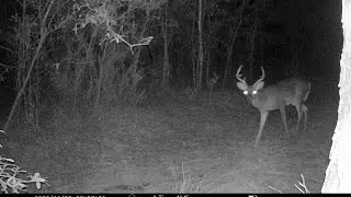 2 Shooter Bucks and a Crazy Spike(Public Land) #trailcamera #deerhunting #hunting 