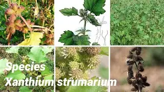 Xanthium strumarium | Plants of earth
