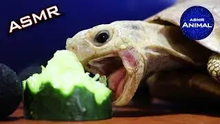 ASMR Turtle Tortoise Eating Cucumber 🐢36 | Animal ASMR