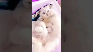 This is to cute 😍 #cat #kittens #blueeyes #adorable #reelsvideo #fyp