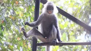 Silvered leaf monkey or the silvery langur Sounds |Asia Animals|