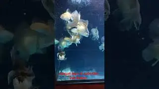 Super quality oranda babies #goldfish #fishfam #fishtank #goldfishunion #goldfishlover #animals