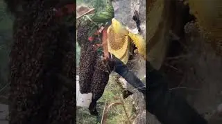 The Gift of Nature #Wild Honey #Rock Honey #Cliff Honey Collection #Video Account for Agri   #8d137