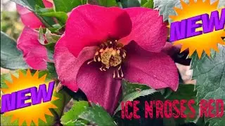 Nowosc! Przepiekny Ciemiernik Ice N'Roses Red juz u mnie w ogrodzie #ciemiernik #IceN'Roses #nowosc