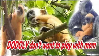 DODOLY baby monkey play so lovely actions|silver leaf monkey #53|wildlife99#53