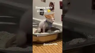 Sleeping while popping 😴😺😂 #cat #memepics #catmemes #trending #funny #memespic #memes #catphotos