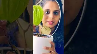 MyEntire Hoya collection #plants #houseplants#viralvideo #indoorplants #youtubeshorts#hoyacollection
