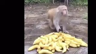 Oh These Are Pretty Cool Bananas #463 but every time a monkey picks up a banana, it plays OTAPCB.
