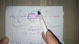 Dipeptid oluşumu kodlaması