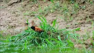 Chestnut Munia and White-rumped Munia eating Spirogyra in the pound. #bird #birding  #birdwatching