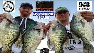 Livescope Crappie Fishing | Winter Slab Crappie | With Freshwater Fishing Adventures