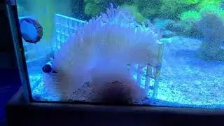 AquaticLife t5 to LED Conversion - 
