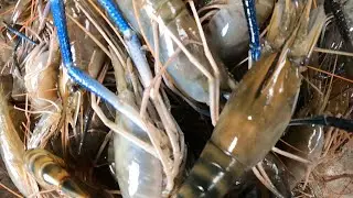 XIỆC TRÚNG MỘT MẼ TÔM CÀNG XANH VÀ CÁ ĐÓI @**@TÙNG NHÀ BÈ 