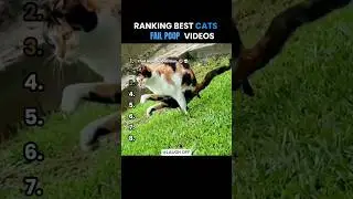 Ranking Funniest Cats Fail Poop Video (That Make You Laugh)