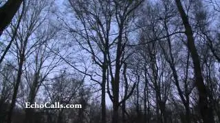 Mallard Madness 6 Sneak Peak