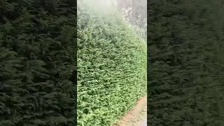 Arborea Landscape Design Hedge