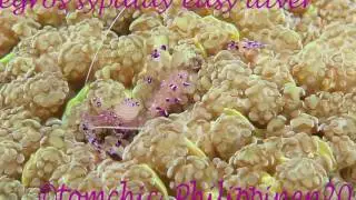 2017 Philippinen Negros Sipalay Easy Diver