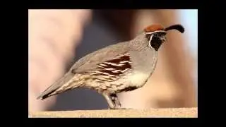 Birds Sing (Redux)