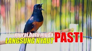 MURAI BATU GACOR NEMBAK, PANCINGAN MURAI BATU MUDA AGAR CEPAT NAIK EMOSINYA