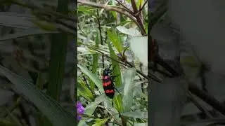 Watch #shorts #happierlifestyle #flowers #gardentour #mindfulwatching #insects #srilanka