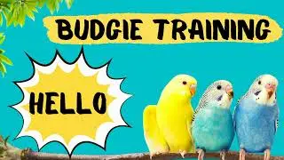 Teach your Budgie to say HELLO, Budgie Talking Training, How to teach a budgie to talk