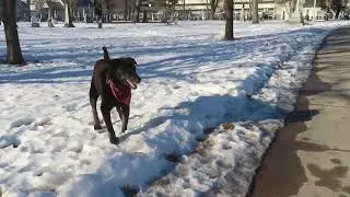 Deogy running in the Old Burial Ground in Fredericton!!!