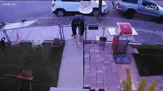 Man caught on camera stealing puppy on Valentine's Day