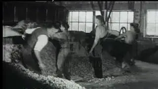 Drying Hops, 1950s - Film 91475