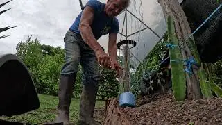 Stringing a trellis 4 the Canadian Beefsteak tomatoes to support the weight if they get extra large.