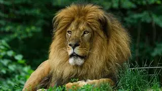 Jungle Ka Sach 🌿 | Real Forest Life | Animals Living Naturally | Long Wildlife Documentary