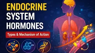L1 - Endocrine System | Hormones | Types of Hormones | Mechanism of Action | NEET Biology