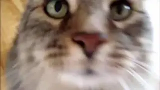 Cat spraying no more review Cat Spraying No More Discount
