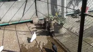 My Pigeons Part 14